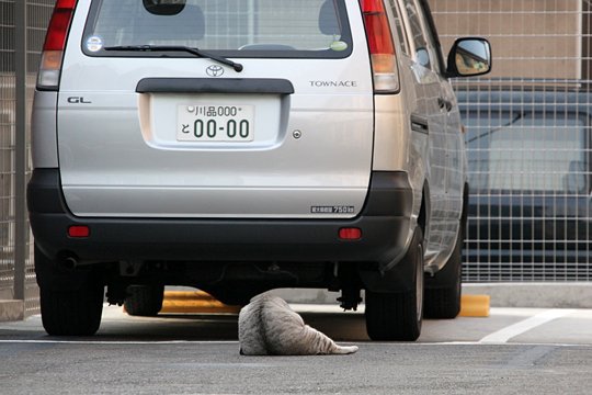街のねこたち