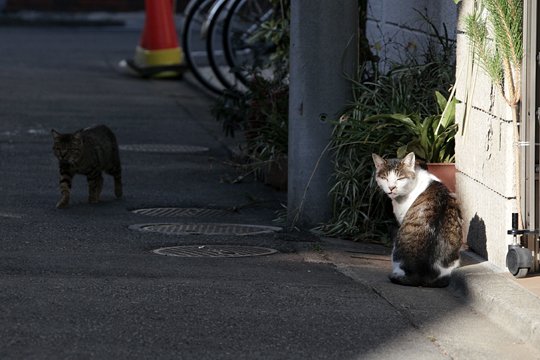 街のねこたち