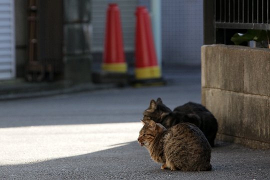 街のねこたち