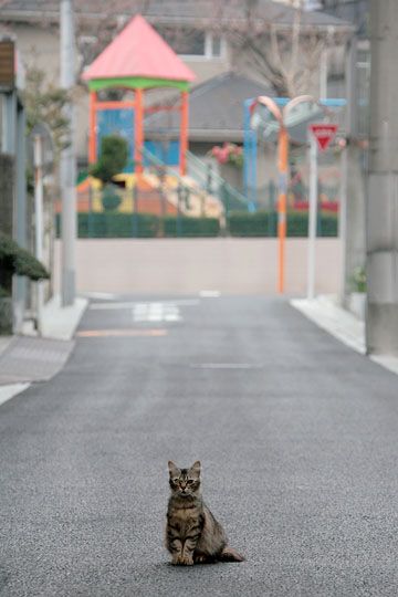 街のねこたち