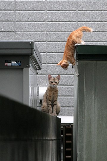 街のねこたち