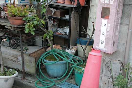 街のねこたち