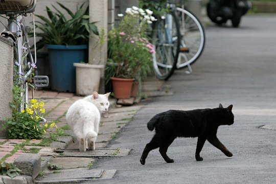 街のねこたち