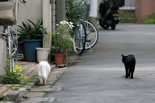 街のねこたち