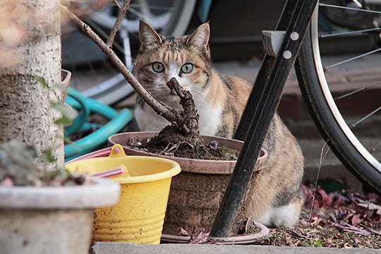 街のねこたち