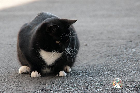 街のねこたち