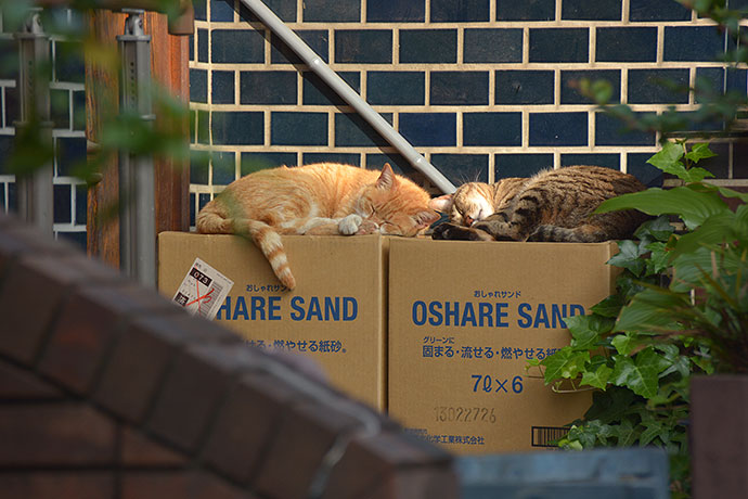 街のねこたち