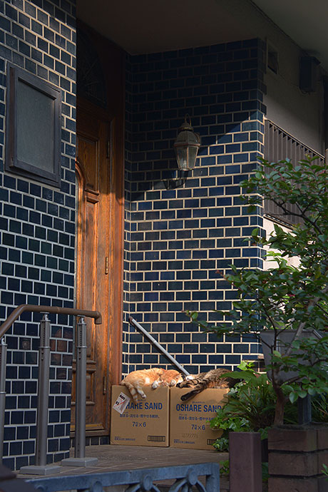 街のねこたち