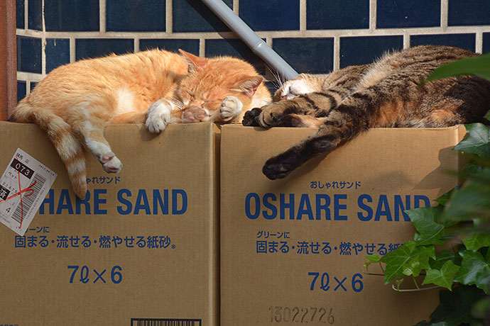 街のねこたち