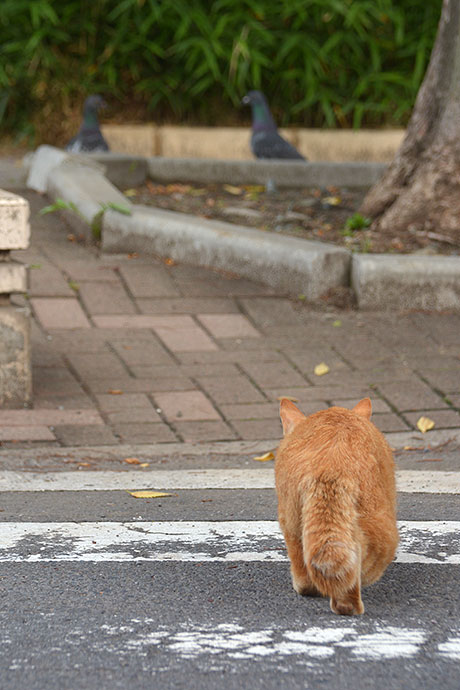 街のねこたち