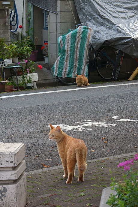 街のねこたち