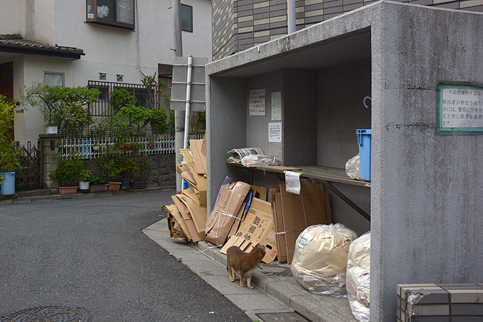 街のねこたち