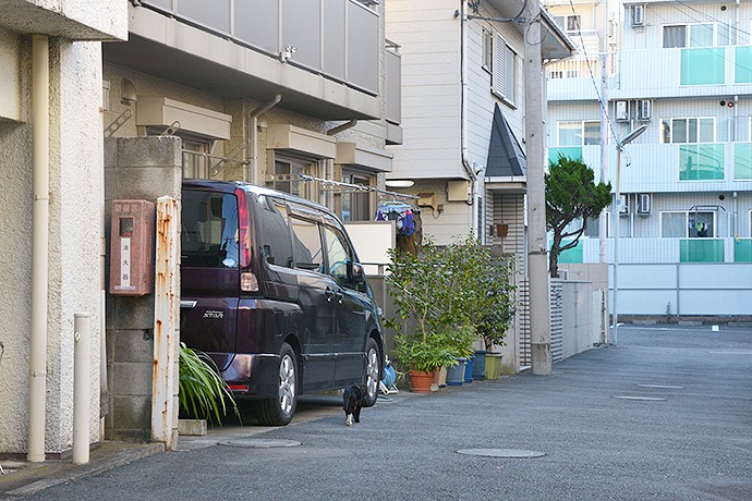 街のねこたち