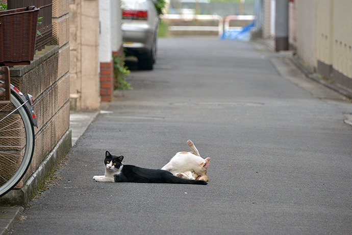 街のねこたち