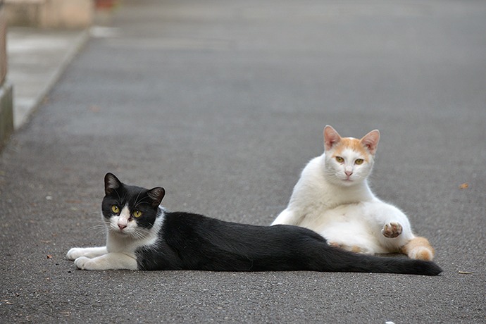 街のねこたち