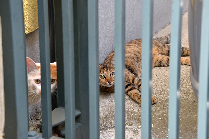 街のねこたち