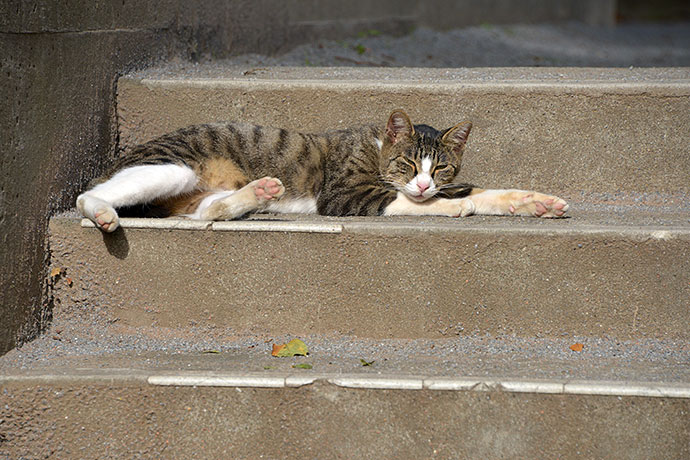 街のねこたち