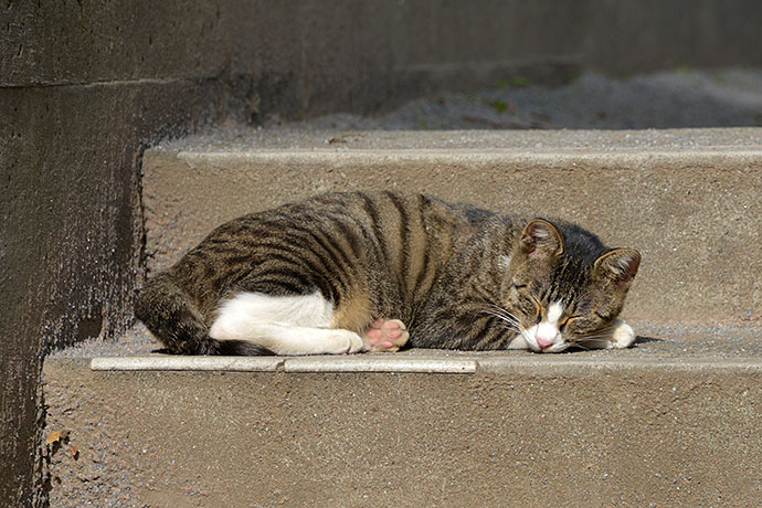 街のねこたち