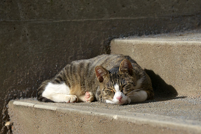 街のねこたち