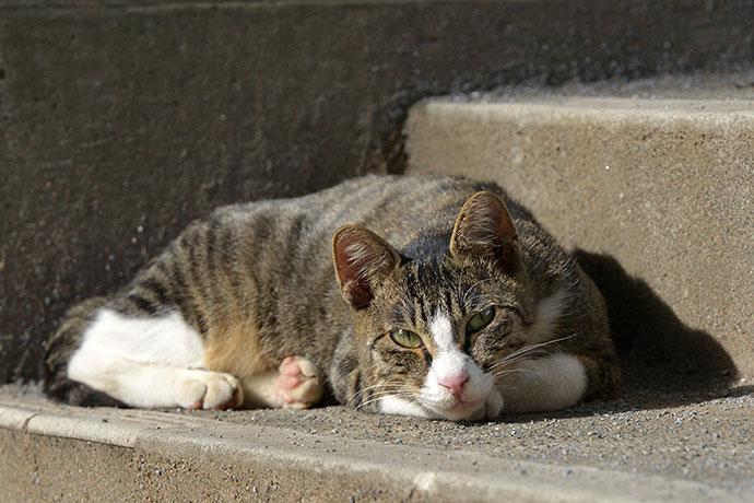 街のねこたち