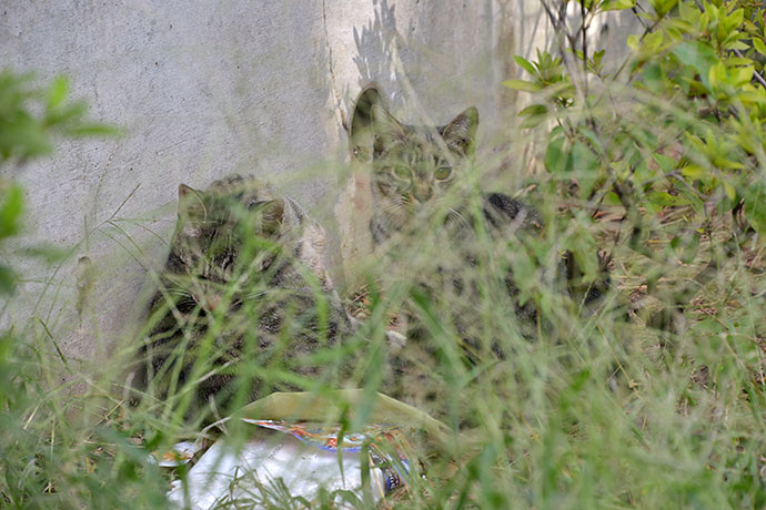 街のねこたち