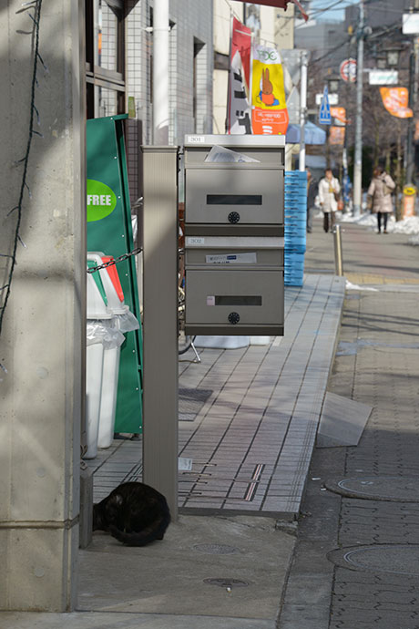街のねこたち
