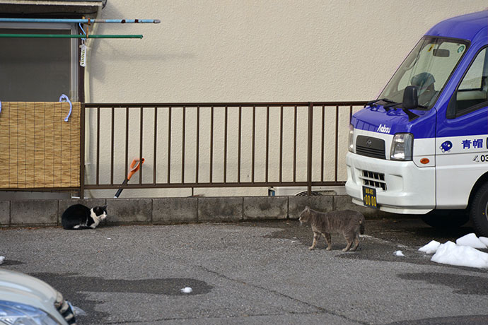 街のねこたち