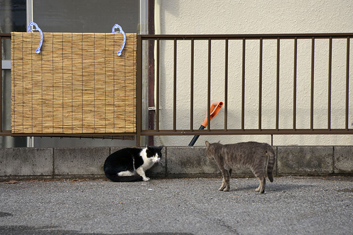 街のねこたち