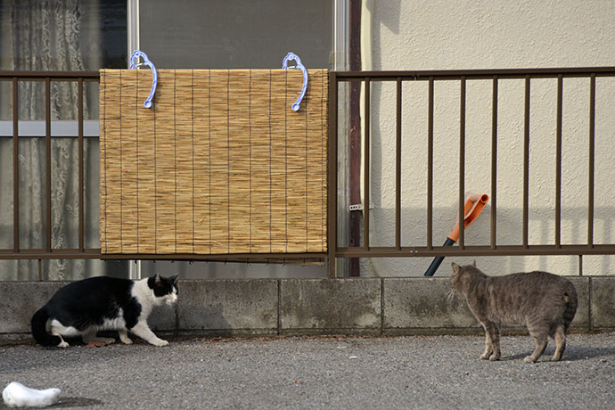 街のねこたち