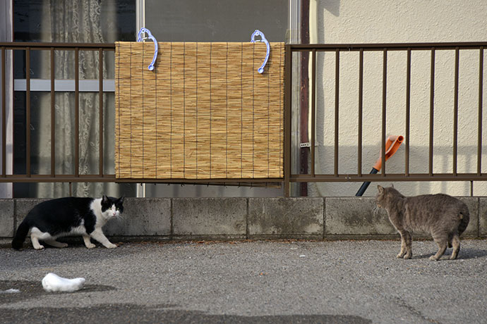 街のねこたち