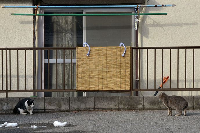街のねこたち