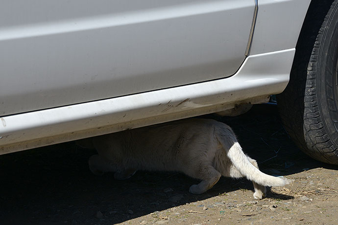 街のねこたち