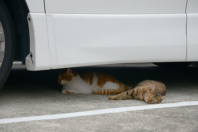 街のねこたち
