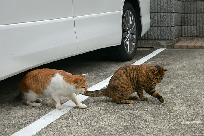 街のねこたち