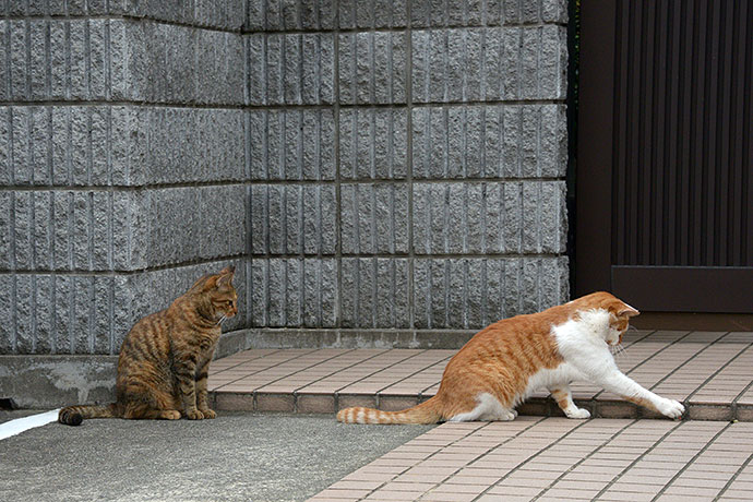 街のねこたち
