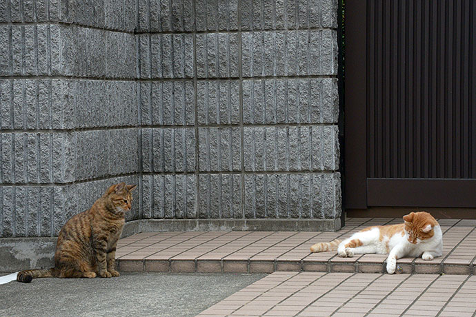街のねこたち