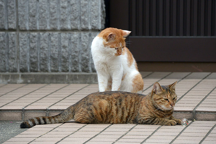街のねこたち