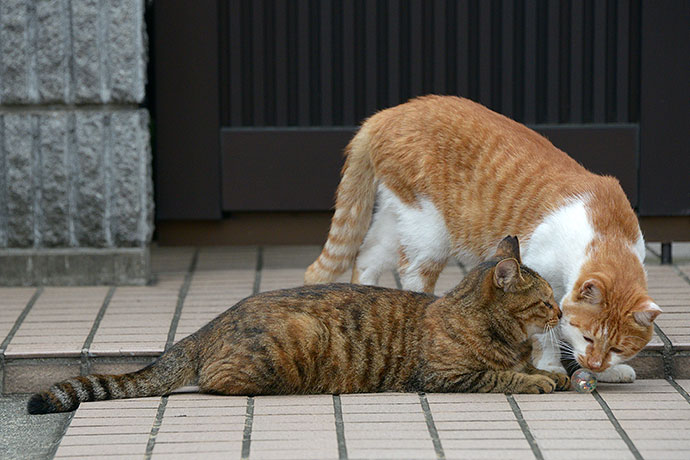 街のねこたち