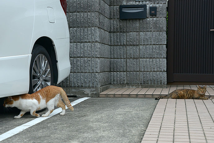 街のねこたち