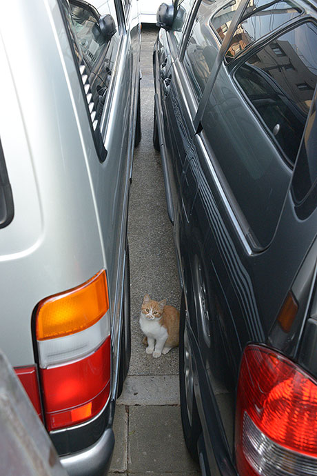 街のねこたち