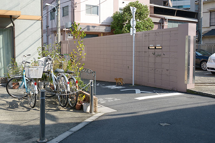 街のねこたち