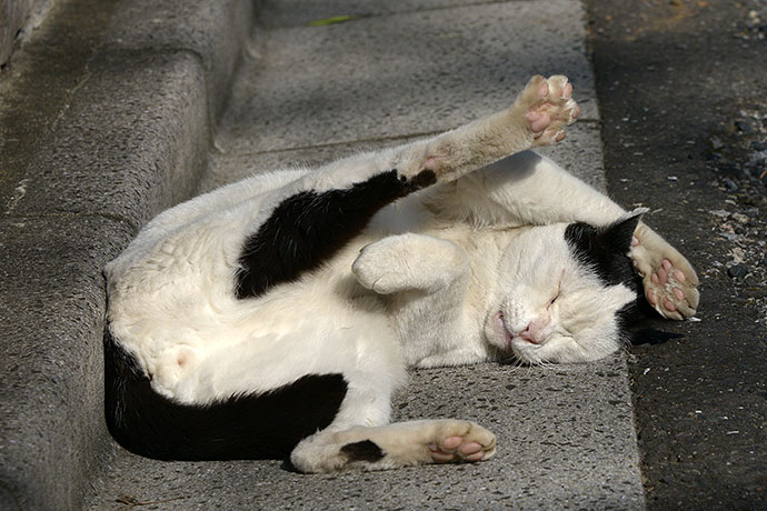 街のねこたち