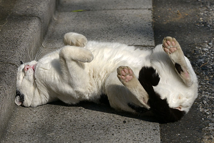 街のねこたち