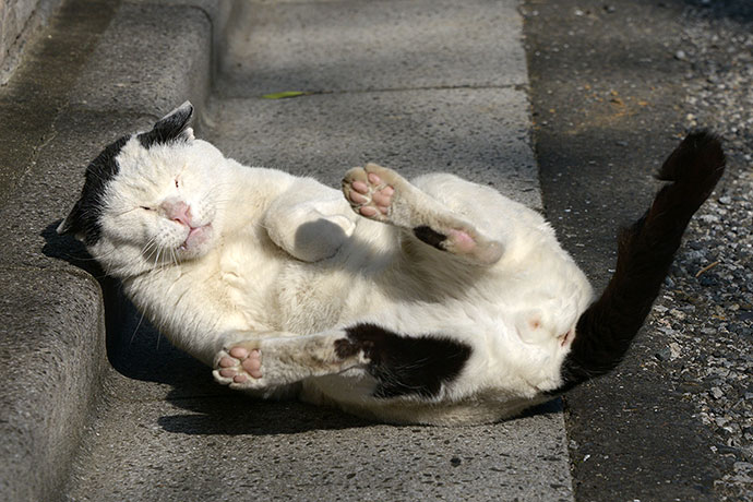 街のねこたち