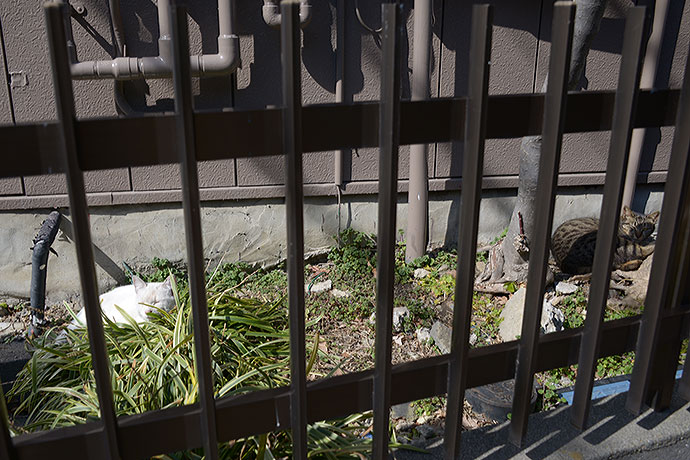 街のねこたち