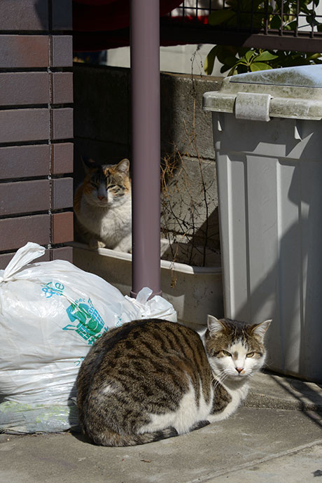 街のねこたち