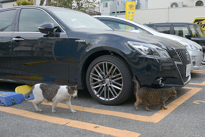 街のねこたち