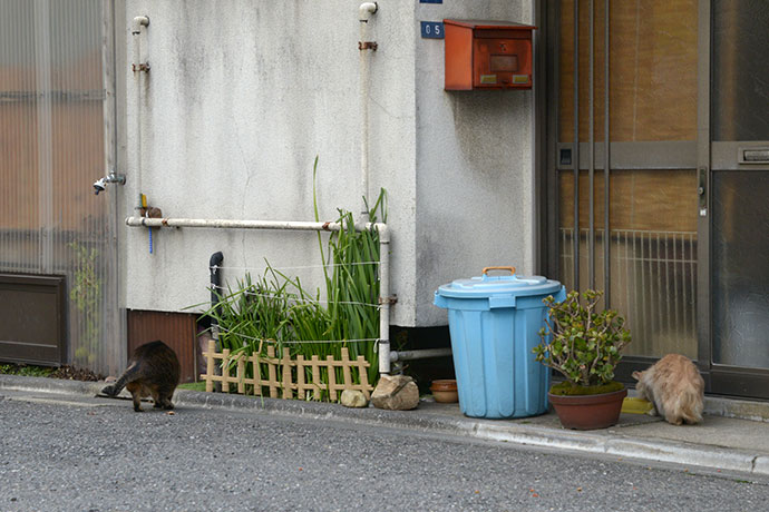 街のねこたち