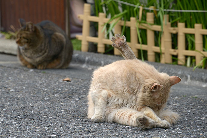 街のねこたち