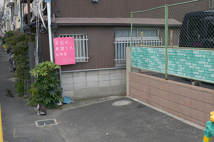 街のねこたち